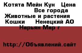 Котята Мейн Кун › Цена ­ 15 000 - Все города Животные и растения » Кошки   . Ненецкий АО,Нарьян-Мар г.